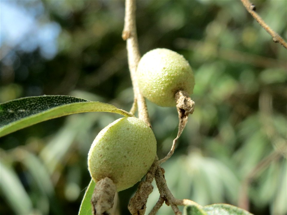 Schmalblättrige Ölweide (Elaeagnus angustifolia) in der Schwetzinger Hardt - invasiv am Autobahndamm, eingeschleppt aus Asien
