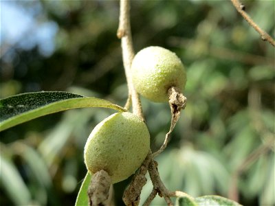 Schmalblättrige Ölweide (Elaeagnus angustifolia) in der Schwetzinger Hardt - invasiv am Autobahndamm, eingeschleppt aus Asien