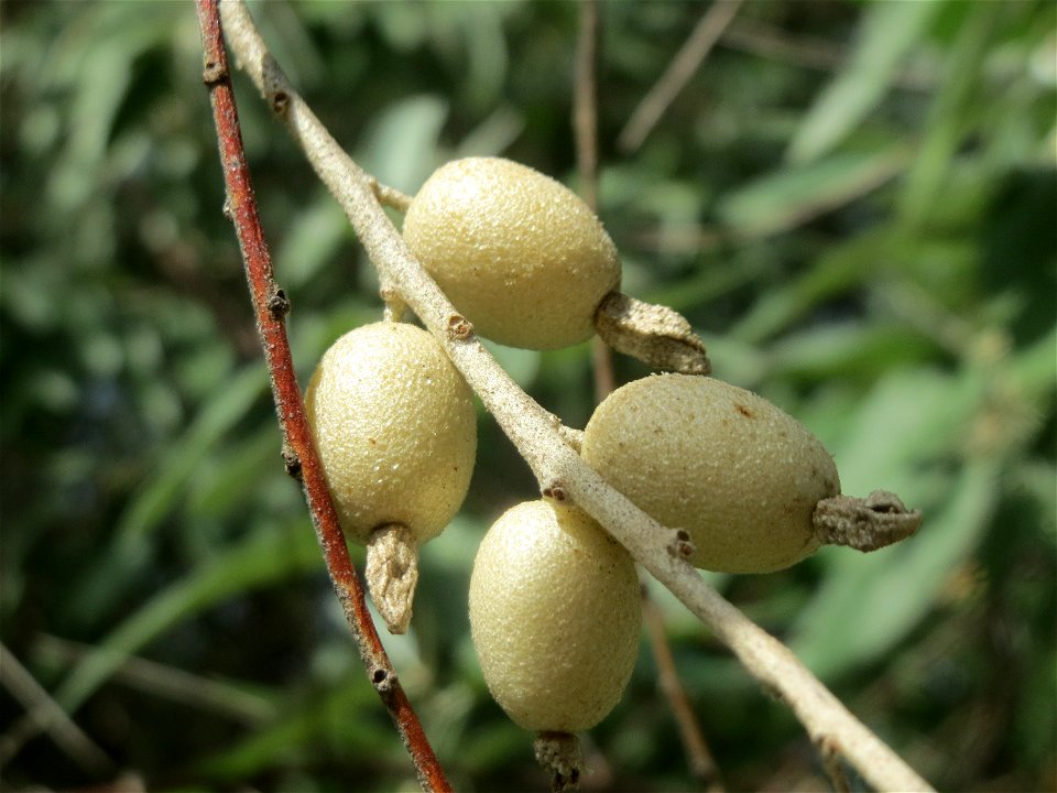 Schmalblättrige Ölweide (Elaeagnus angustifolia) im Schwetzinger Hardt, invasiv am Autobahndamm