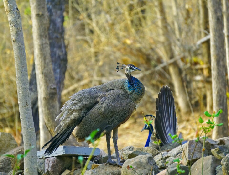 Wildlife bharat banswara