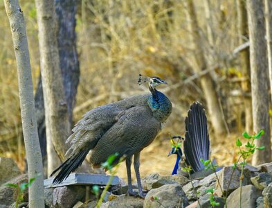 Wildlife bharat banswara photo