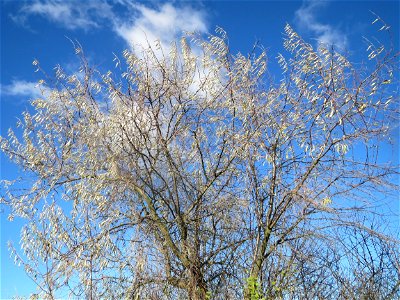 Schmalblättrige Ölweide (Elaeagnus angustifolia) bei Neulußheim