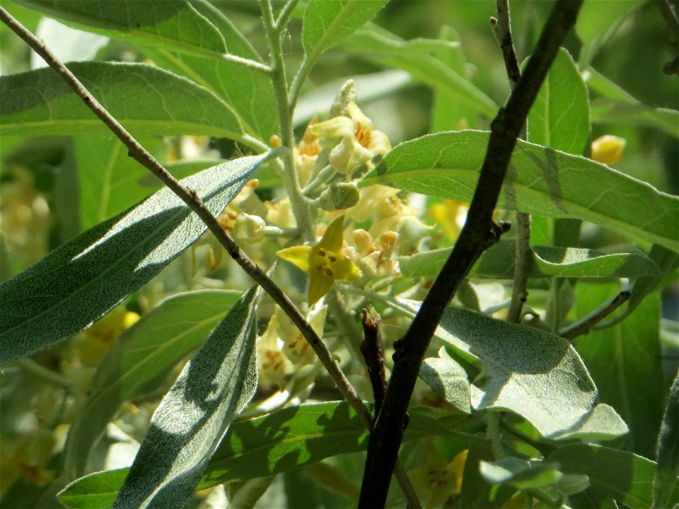 Schmalblättrige Ölweide (Elaeagnus angustifolia) im Landschaftsschutzgebiet „Hockenheimer Rheinbogen“