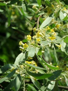 Schmalblättrige Ölweide (Elaeagnus angustifolia) im Landschaftsschutzgebiet „Hockenheimer Rheinbogen“