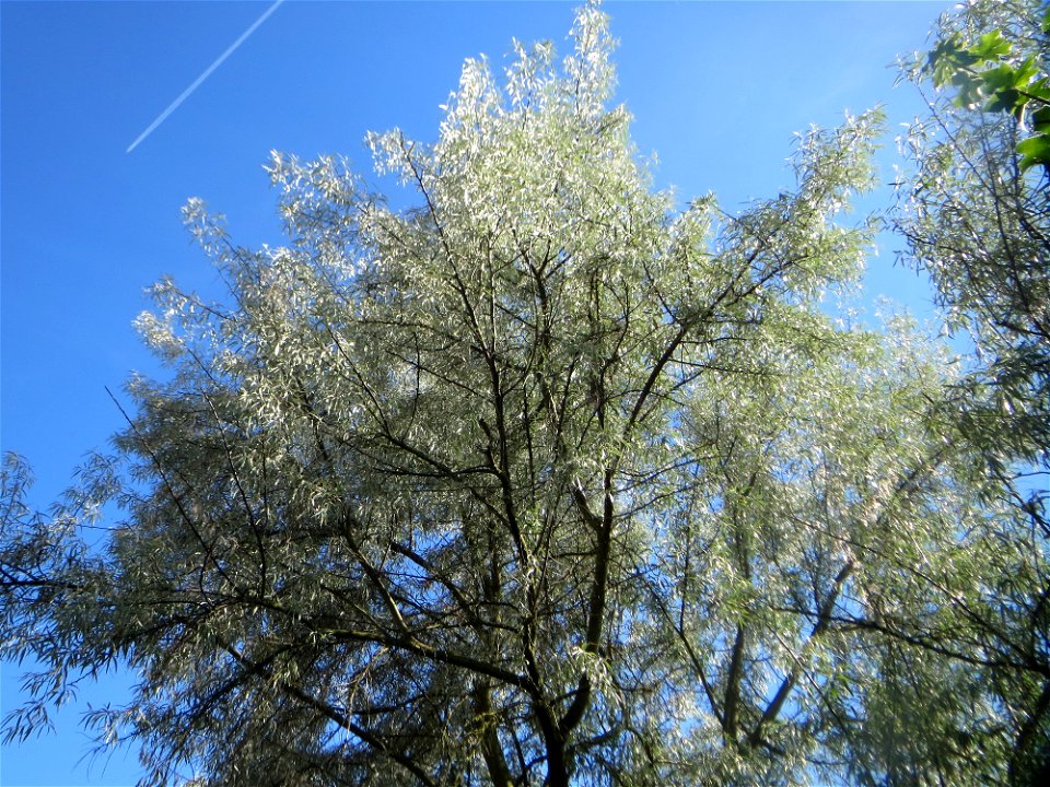 Schmalblättrige Ölweide (Elaeagnus angustifolia) in Hockenheim