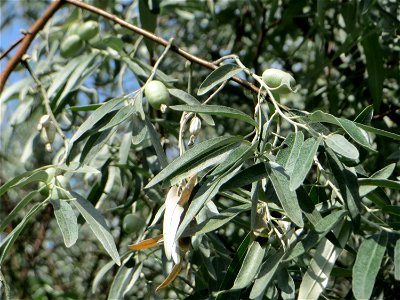 Schmalblättrige Ölweide (Elaeagnus angustifolia) im Bürgerpark Saarbrücken