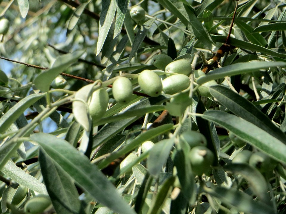 Schmalblättrige Ölweide (Elaeagnus angustifolia) im Bürgerpark Saarbrücken