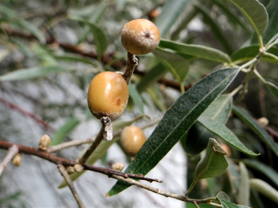 Schmalblättrige Ölweide (Elaeagnus angustifolia) in der Schwetzinger Hardt - invasiv am Autobahndamm, ursprünglich aus Asien