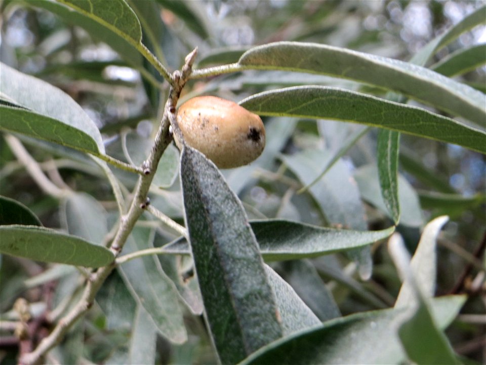 Schmalblättrige Ölweide (Elaeagnus angustifolia) in der Schwetzinger Hardt - invasiv am Autobahndamm, ursprünglich aus Asien