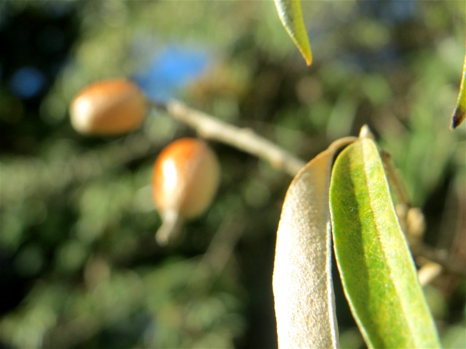Schmalblättrige Ölweide (Elaeagnus angustifolia) in der Schwetzinger Hardt - invasiv am Autobahndamm, eingeschleppt aus Asien