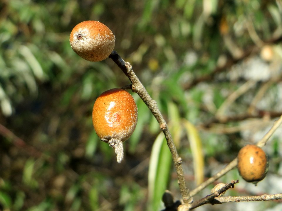 Schmalblättrige Ölweide (Elaeagnus angustifolia) in der Schwetzinger Hardt - invasiv am Autobahndamm, eingeschleppt aus Asien