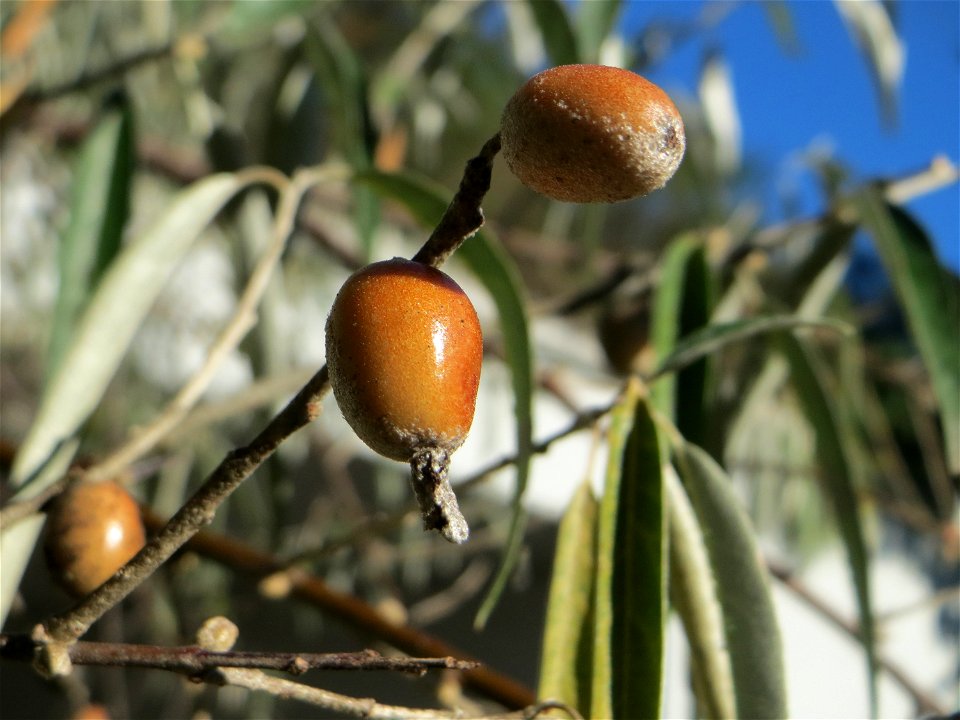 Schmalblättrige Ölweide (Elaeagnus angustifolia) in der Schwetzinger Hardt - invasiv am Autobahndamm, eingeschleppt aus Asien