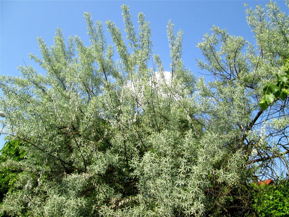 Schmalblättrige Ölweide (Elaeagnus angustifolia) in Hockenheim - ursprünglich aus Zentral-Asien