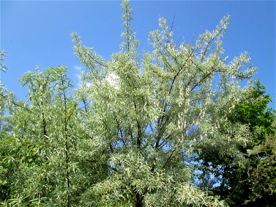 Schmalblättrige Ölweide (Elaeagnus angustifolia) in Hockenheim - ursprünglich aus Zentral-Asien