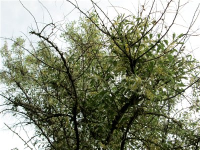 Schmalblättrige Ölweide (Elaeagnus angustifolia) im Gartenschaupark Hockenheim - an diesem Standort gepflanzt, ursprünglich aus Zentral-Asien