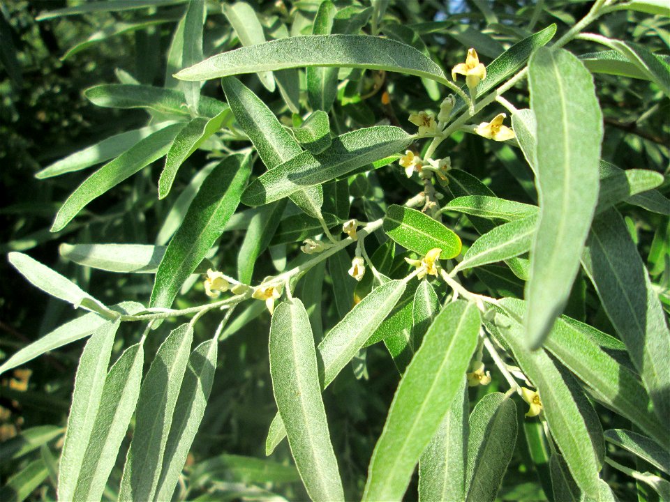 Blühende Schmalblättrige Ölweide (Elaeagnus angustifolia) in Hockenheim - eingeschleppt aus Zentral-Asien
