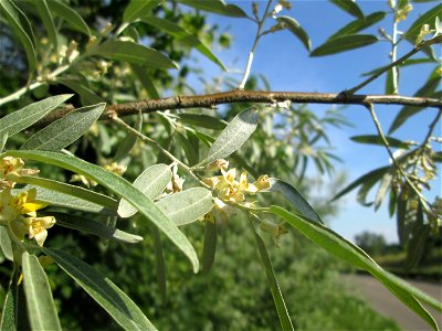 Blühende Schmalblättrige Ölweide (Elaeagnus angustifolia) in Hockenheim - eingeschleppt aus Zentral-Asien - der Blütenduft reicht einige hundert Meter weit