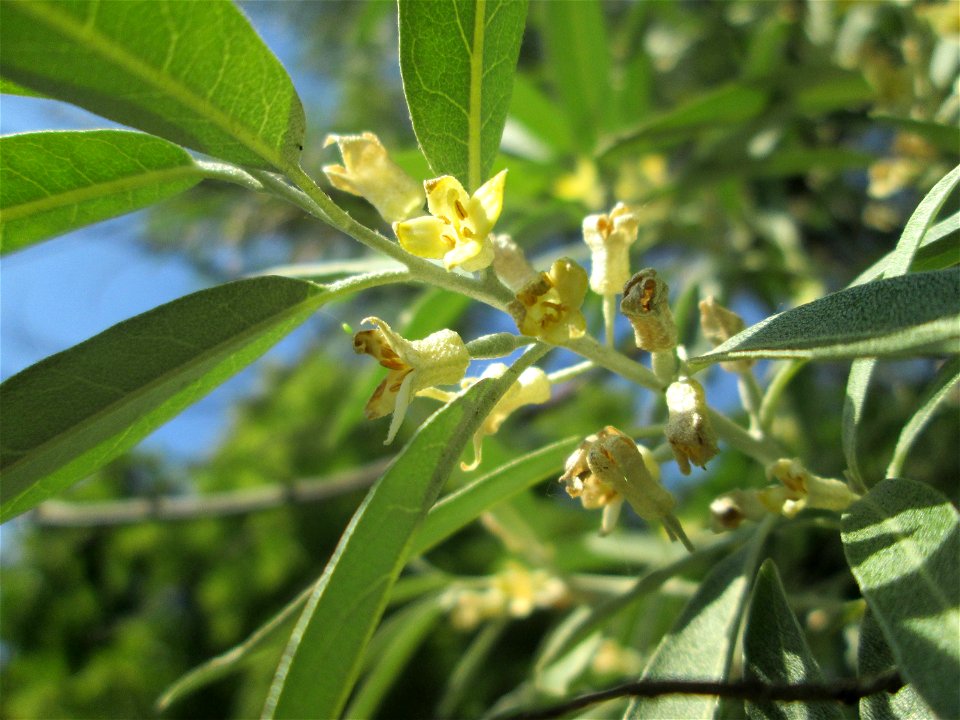 Blühende Schmalblättrige Ölweide (Elaeagnus angustifolia) in Hockenheim - eingeschleppt aus Zentral-Asien - der Blütenduft reicht einige hundert Meter weit
