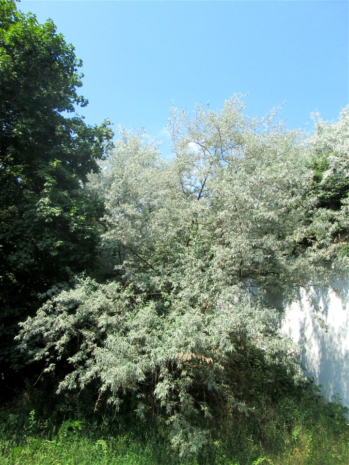Schmalblättrige Ölweide (Elaeagnus angustifolia) in der Schwetzinger Hardt - invasiv am Autobahndamm, eingeschleppt aus Asien