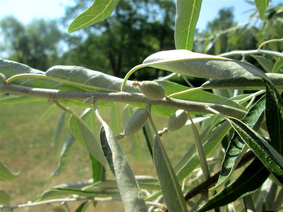 Schmalblättrige Ölweide (Elaeagnus angustifolia) im Bürgerpark Saarbrücken