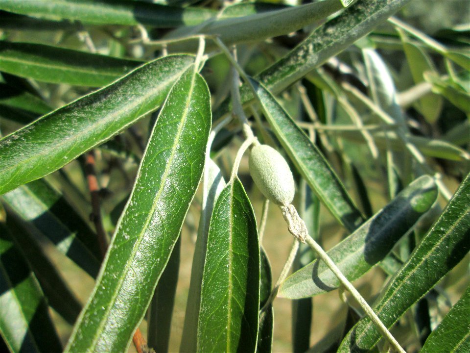 Schmalblättrige Ölweide (Elaeagnus angustifolia) im Bürgerpark Saarbrücken