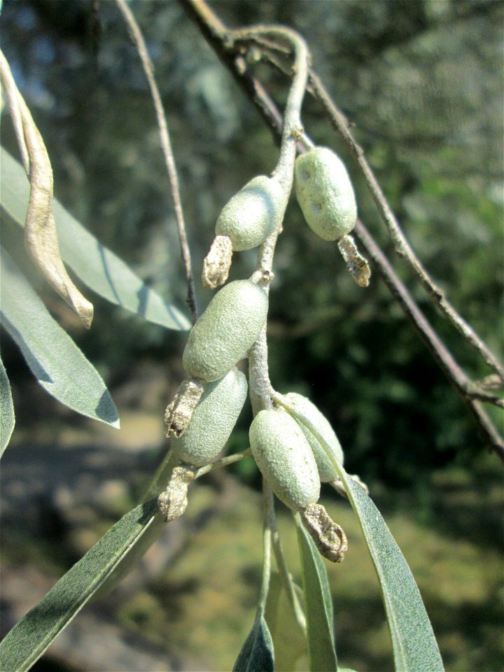 Schmalblättrige Ölweide (Elaeagnus angustifolia) im Bürgerpark Saarbrücken