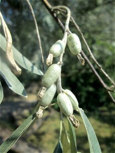 Schmalblättrige Ölweide (Elaeagnus angustifolia) im Bürgerpark Saarbrücken