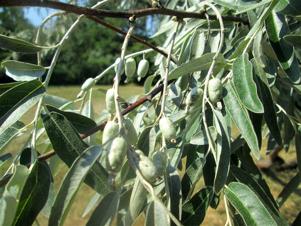 Schmalblättrige Ölweide (Elaeagnus angustifolia) im Bürgerpark Saarbrücken