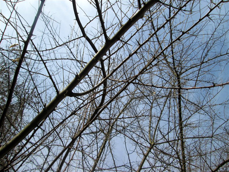 Schmalblättrige Ölweide (Elaeagnus angustifolia) in der Schwetzinger Hardt - invasiv am Autobahndamm, eingeschleppt aus Asien