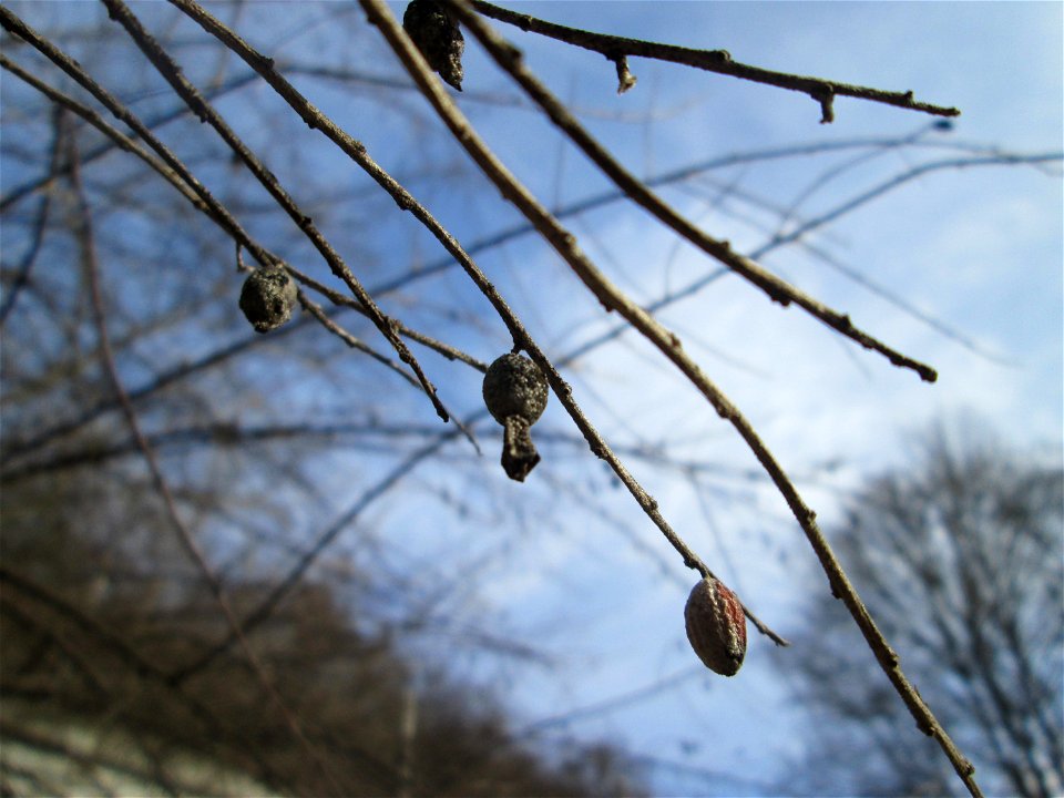 Schmalblättrige Ölweide (Elaeagnus angustifolia) in der Schwetzinger Hardt - invasiv am Autobahndamm, eingeschleppt aus Asien