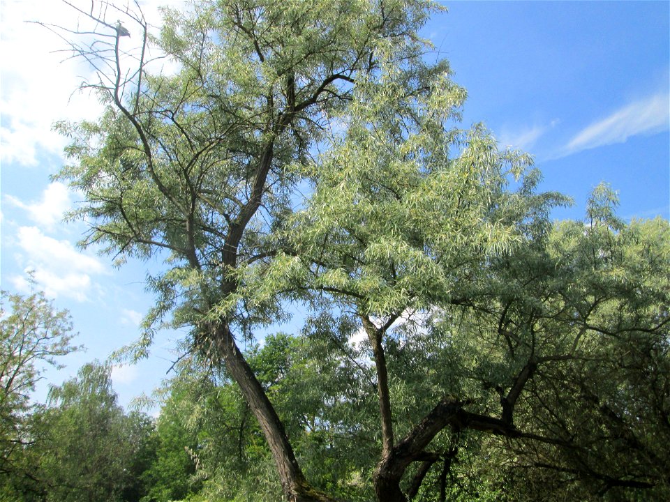 Schmalblättrige Ölweide (Elaeagnus angustifolia) im Bürgerpark Saarbrücken
