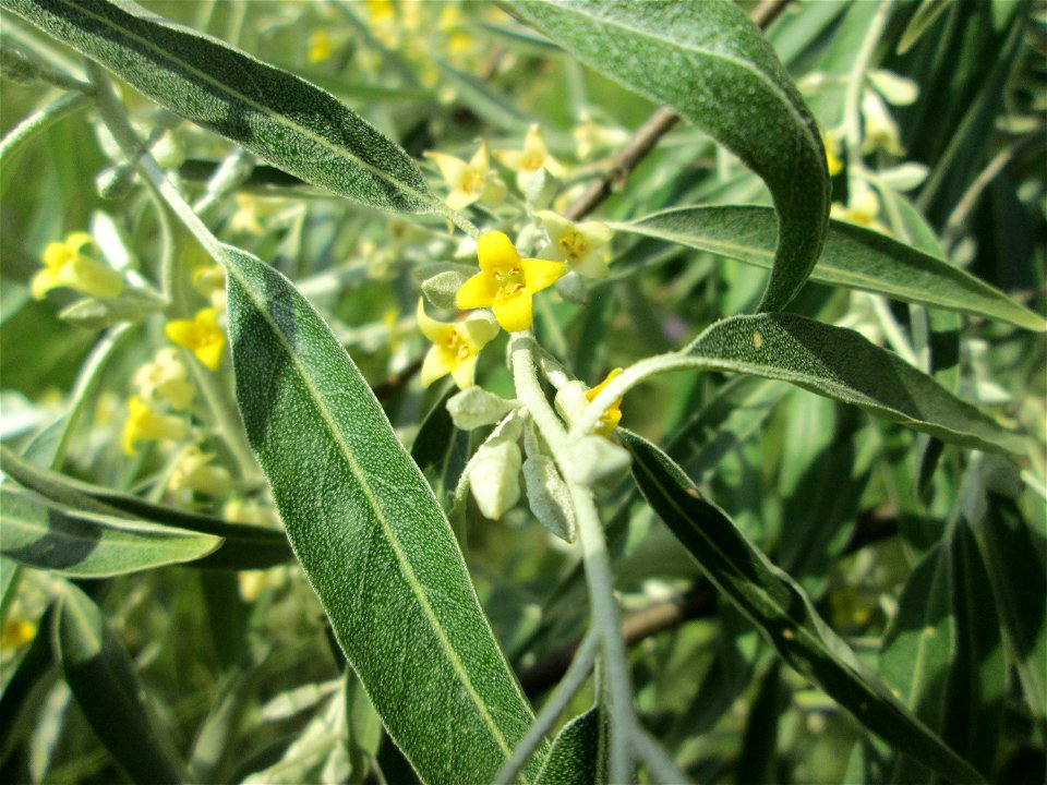 Schmalblättrige Ölweide (Elaeagnus angustifolia) im Bürgerpark Saarbrücken
