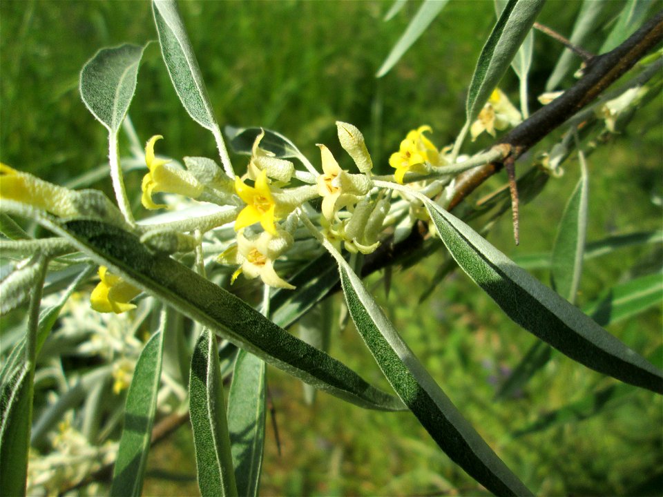 Schmalblättrige Ölweide (Elaeagnus angustifolia) im Bürgerpark Saarbrücken