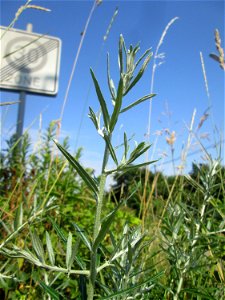Junge Schmalblättrige Ölweide (Elaeagnus angustifolia), invasiv an A6 in Güdingen