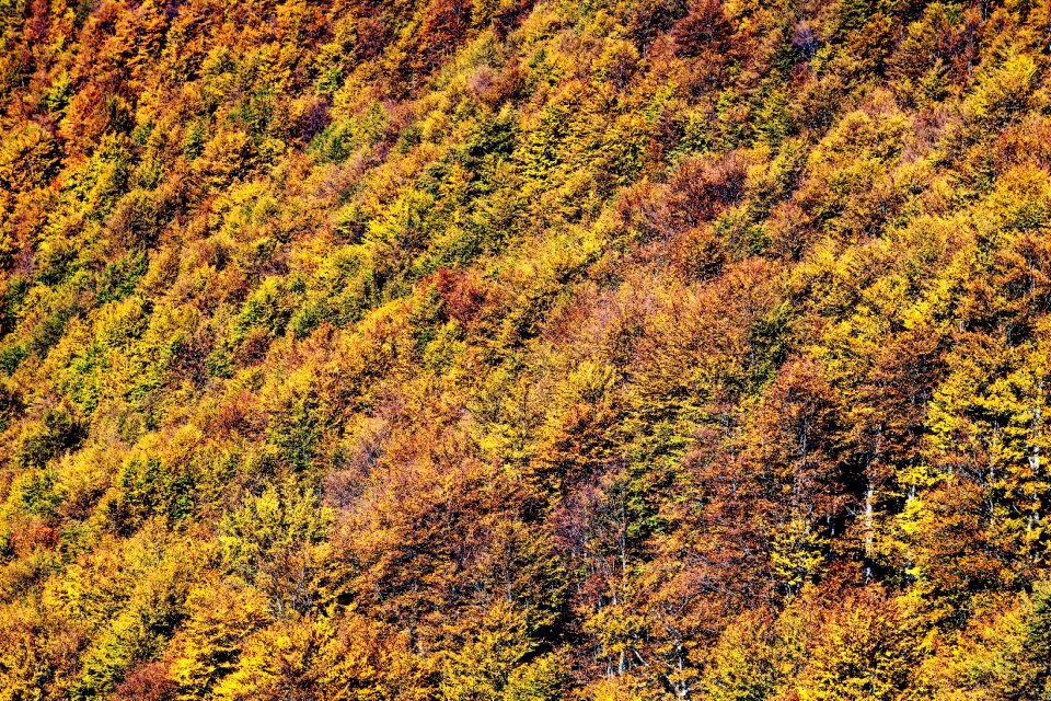 Beech wood hand color