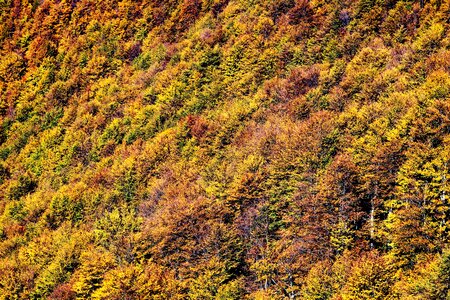 Beech wood hand color