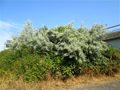 Schmalblättrige Ölweide (Elaeagnus angustifolia) invasiv an A6 in Güdingen