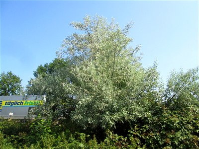 Schmalblättrige Ölweide (Elaeagnus angustifolia) invasiv an A6 in Güdingen