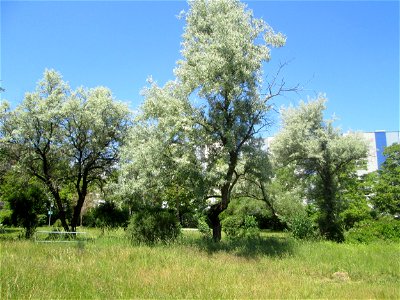 Schmalblättrige Ölweide (Elaeagnus angustifolia) im Bürgerpark Saarbrücken - eingeschleppt aus Asien