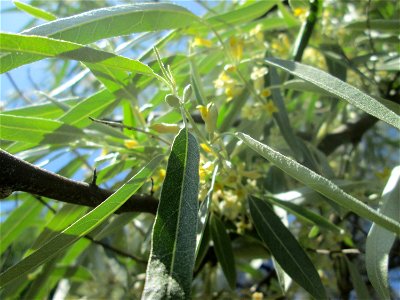 Schmalblättrige Ölweide (Elaeagnus angustifolia) im Bürgerpark Saarbrücken - eingeschleppt aus Asien - der Duft der Blüten reicht kilometerweit