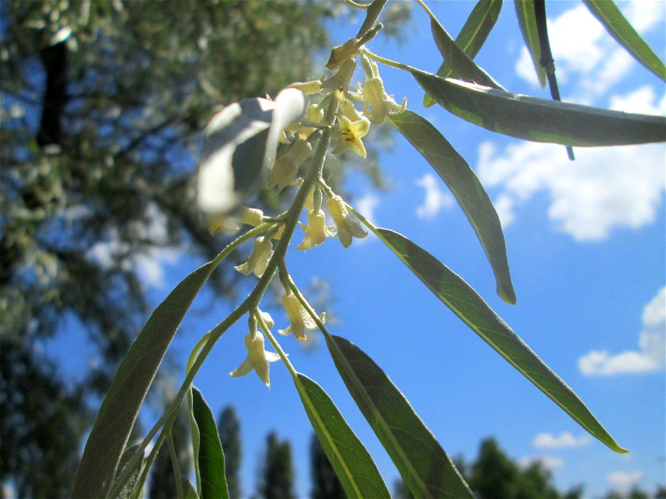 Schmalblättrige Ölweide (Elaeagnus angustifolia) im Bürgerpark Saarbrücken - eingeschleppt aus Asien - der Duft der Blüten reicht kilometerweit