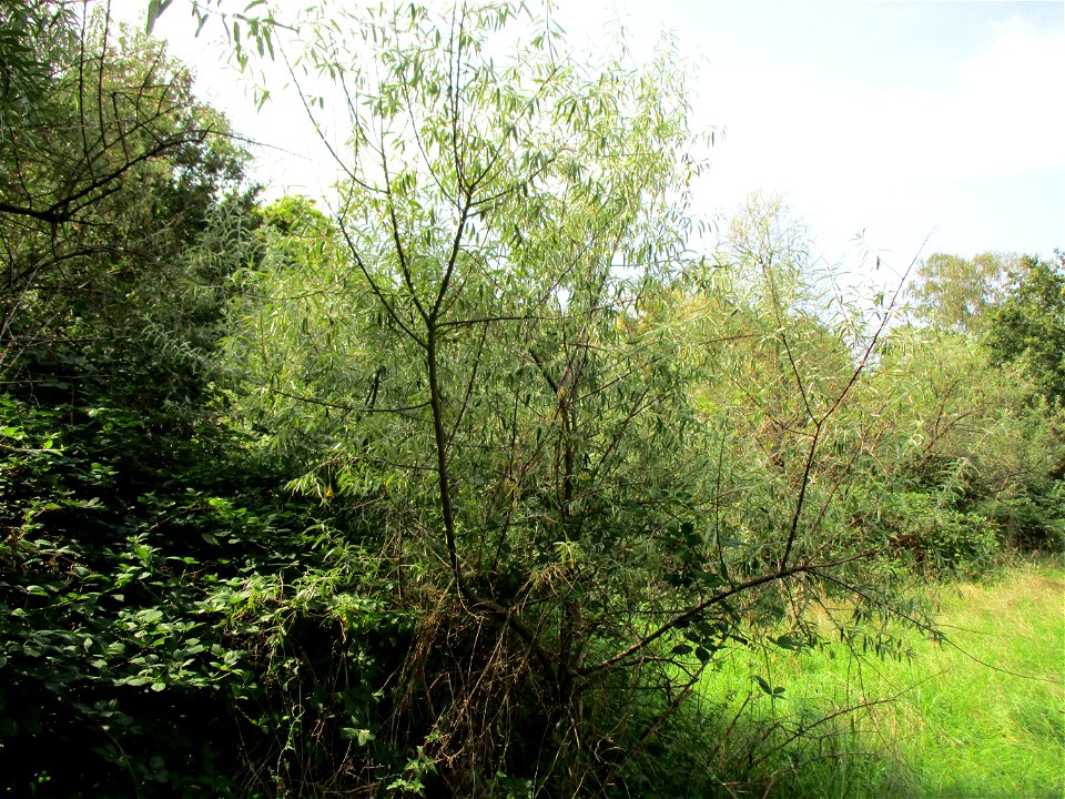 Schmalblättrige Ölweide (Elaeagnus angustifolia), invasiv an der A6 in Brebach
