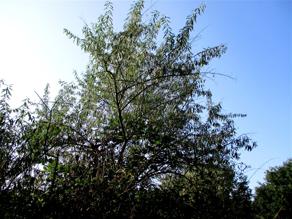 Schmalblättrige Ölweide (Elaeagnus angustifolia), invasiv an der A6 in Brebach