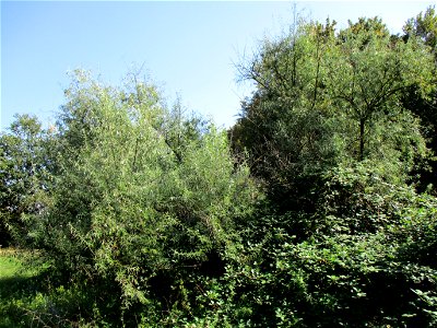 Schmalblättrige Ölweide (Elaeagnus angustifolia), invasiv an der A6 in Brebach