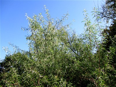 Schmalblättrige Ölweide (Elaeagnus angustifolia), invasiv an der A6 in Brebach