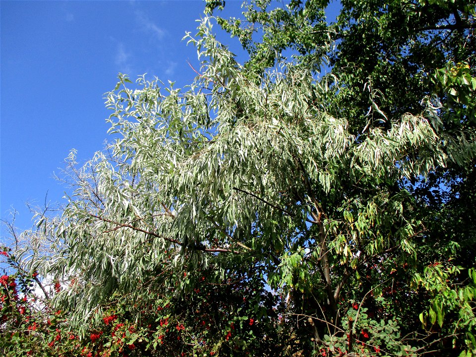 Schmalblättrige Ölweide (Elaeagnus angustifolia) invasiv im Weinberg bei Deidesheim