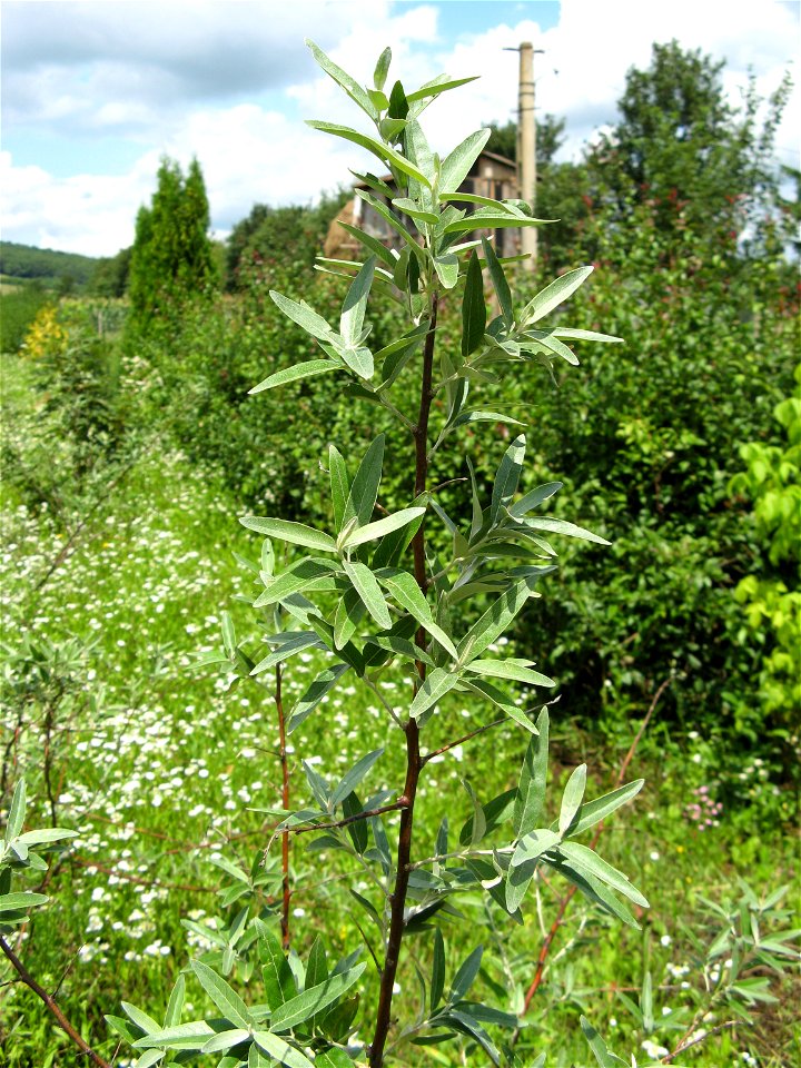 Sălcioară (Sălcioară mirositoare)