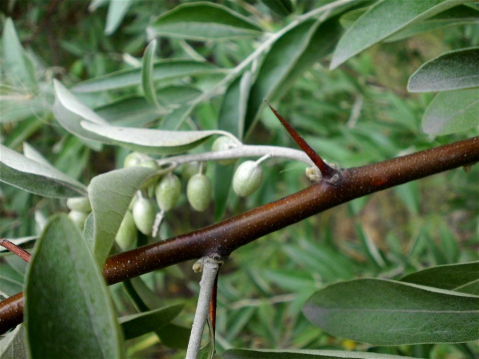 Elaeagnus angustifolia