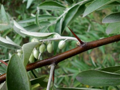 Elaeagnus angustifolia
