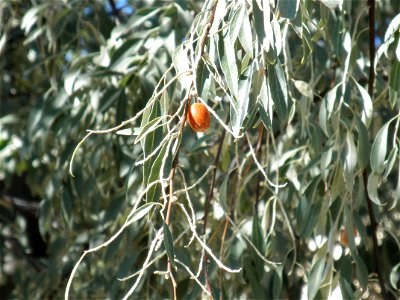 Elaeagnus angustifolia, fruit, Parque El Pilar de Ciudad Real, Spain